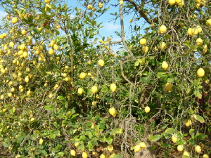 Local orange and lemon orchards