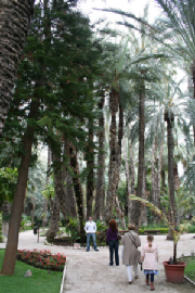 Elche: Palm capital of the world
